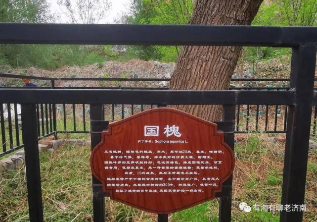 标识牌上写有"此株槐树树龄约300年,树冠宽广,枝繁叶茂,见证了城市的