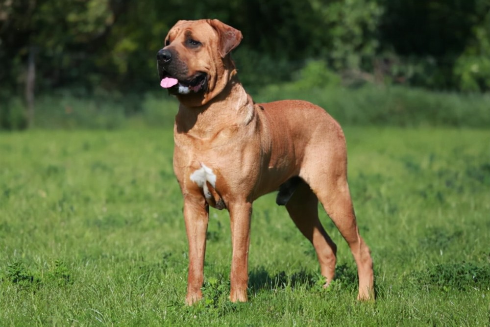 世上最凶猛的十大恶犬藏獒在里面只能算小弟