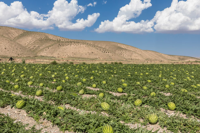从年盈利25亿到禁止种植戈壁西瓜经历了什么它的危害有多大