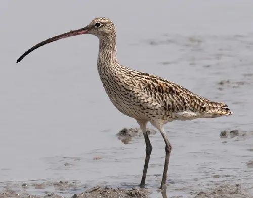 辽宁省国家重点保护鸟类图谱三鹬类和鸥类