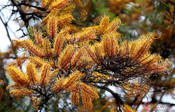 昆明银桦树迎来花期银桦之城已成回忆