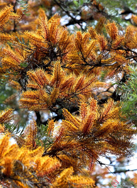 昆明银桦树迎来花期银桦之城已成回忆