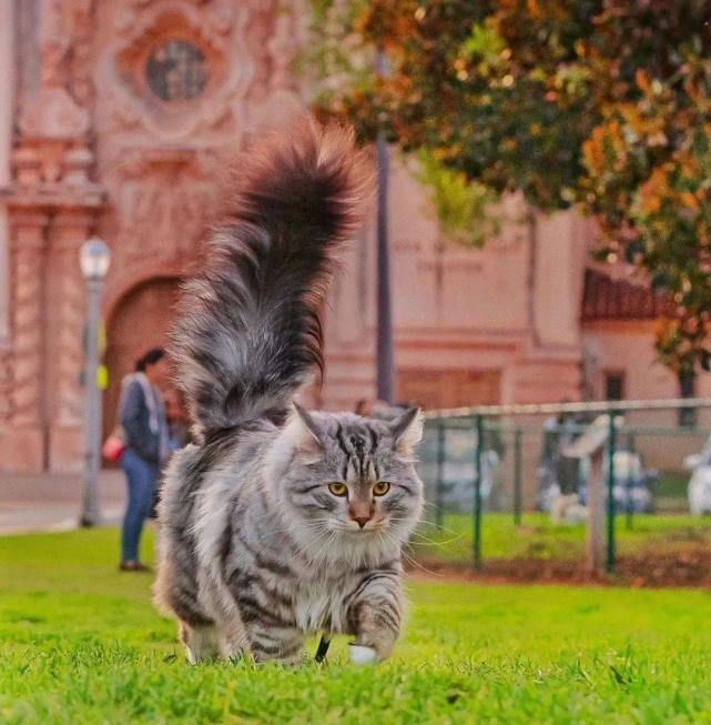 猫咪尾巴下垂向上勾图片