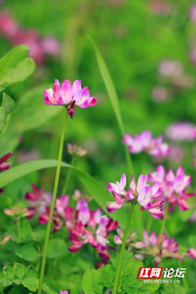 大自然的高级配色暮春紫云英壁纸请收好