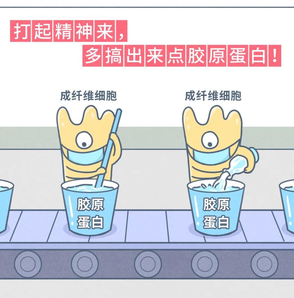 所以,目前比较常见的抢救手法是「曲线救胶原」,通过刺激「成纤维细胞