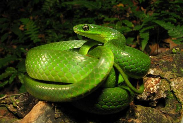翠青蛇身体细长,头呈椭圆型,眼睛较大,全身平滑有光泽,体色有深绿