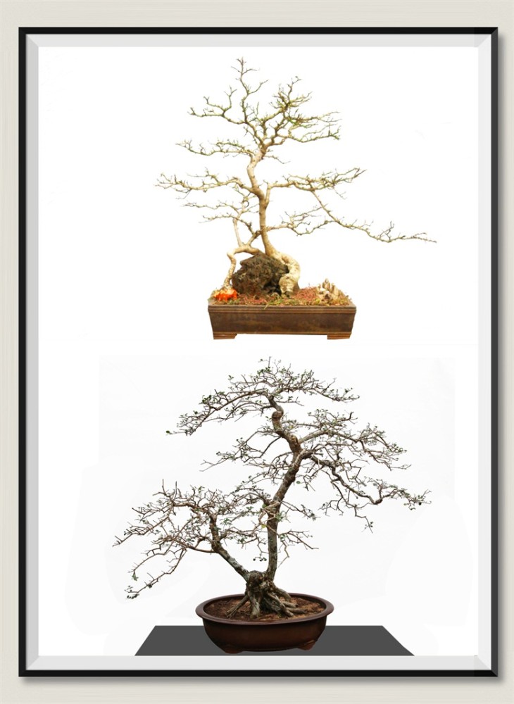 胡庆魁:我生命中的盆景_腾讯新闻