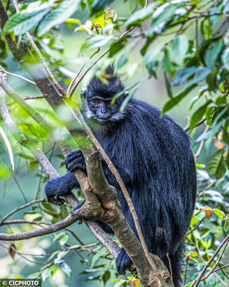 金佛山里的黑叶猴_腾讯新闻