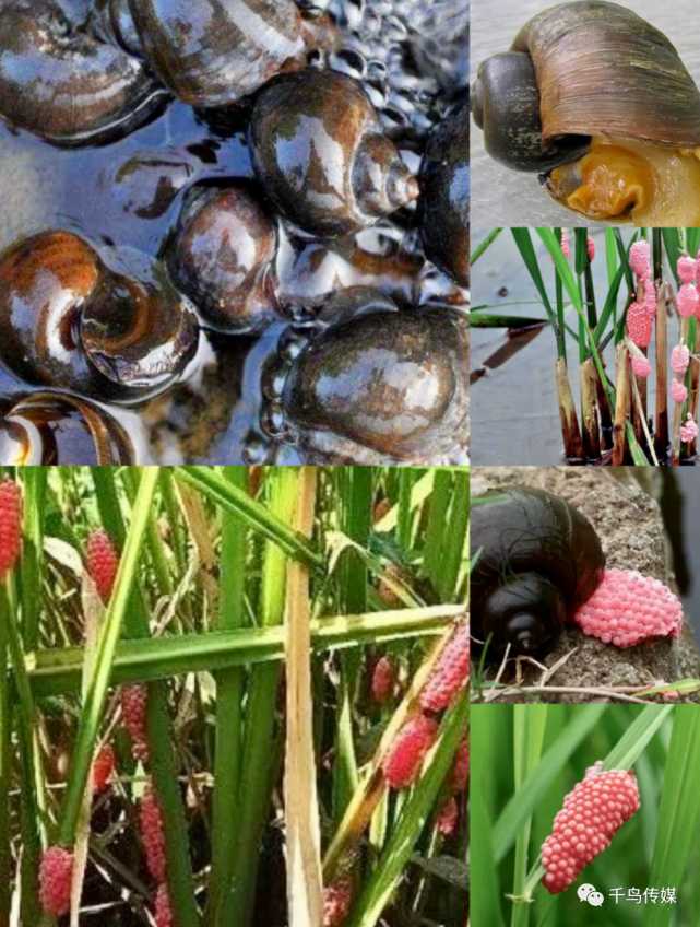 对于福寿螺,不要轻易触碰