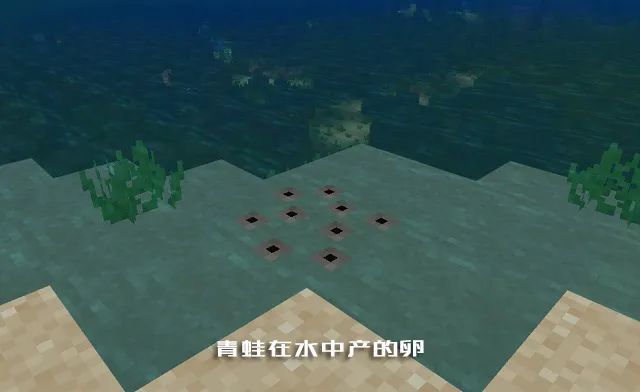 我的世界 关于 青蛙 你需要知道的一切内容 天天看点