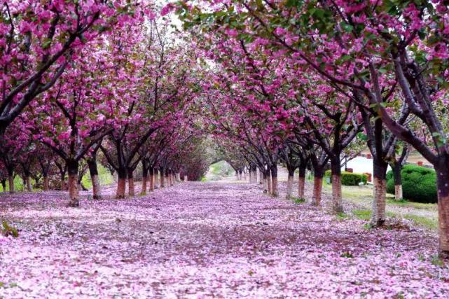 樱花漫舞春悦旅顺樱花节点靓文化旅游城和生命健康城