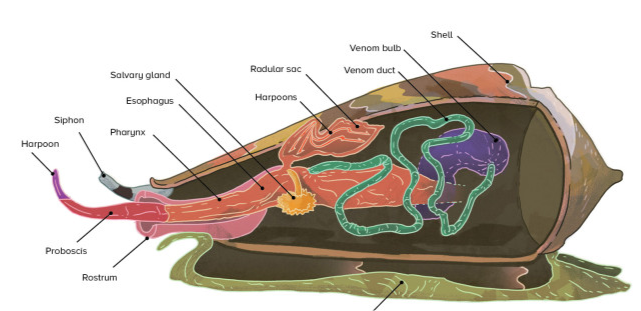 一滴毒液可杀死20人,中国海南的鸡心螺为什么又叫一支烟蜗牛?