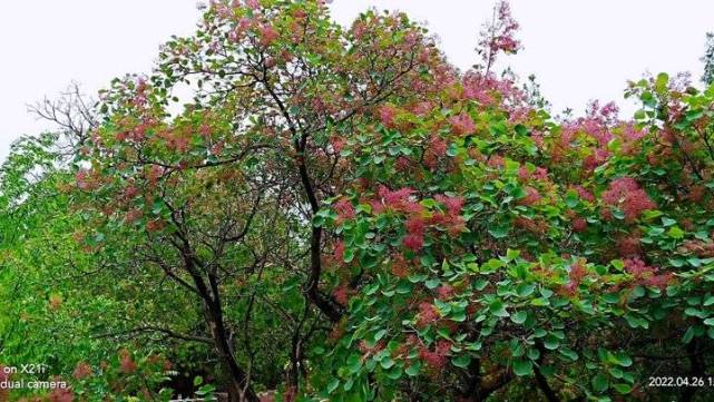 四月让人流连忘返 花开花落已成往事 一个繁茂的季节即将到来 绿柳