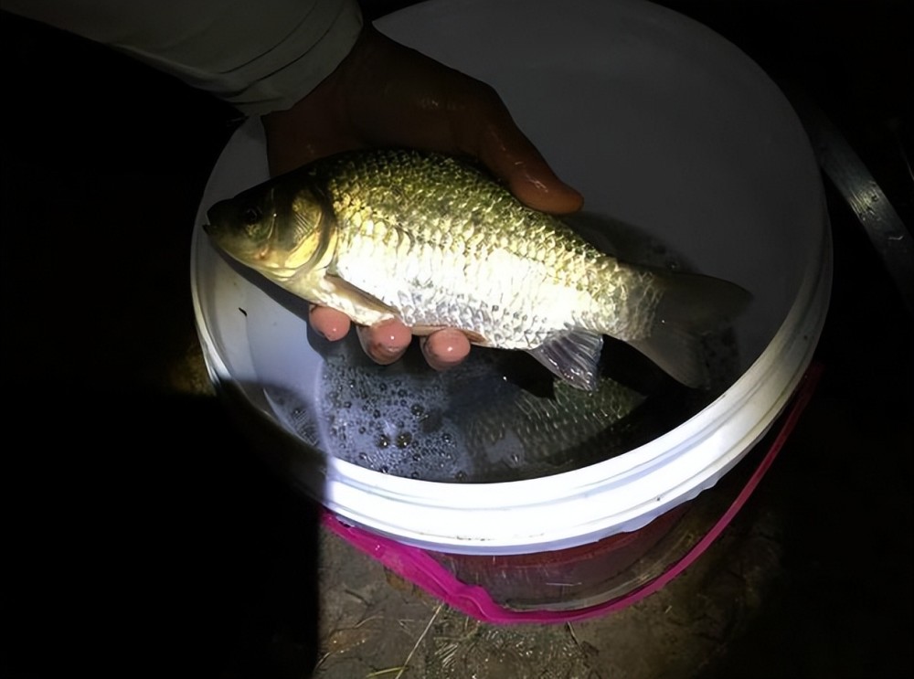 晚春时节夜钓要比白天强?牢记4个"关键点",狂拉大鱼上不停_腾讯新闻