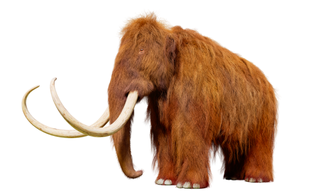 美国一家公司融资6000万美元复活猛犸象,复活灭绝动物有意义吗?|猛犸