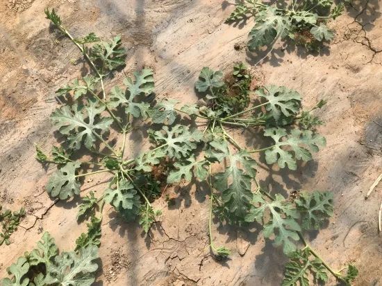 人勤春来早丨促控结合做好小型西瓜伸蔓期管理工作