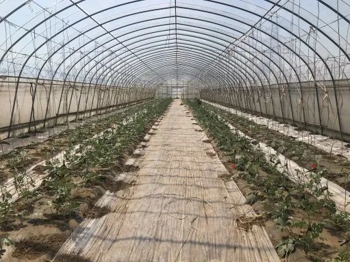 人勤春来早丨促控结合做好小型西瓜伸蔓期管理工作