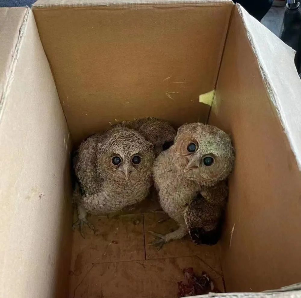 建设生态文明排头兵赞三只领角鸮幼鸟幸运获救后回归大自然