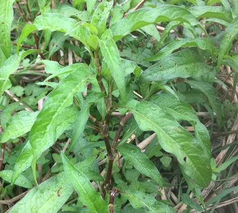 辣蓼是怎樣一種植物為何叫它酒藥草愛喝酒的人有必要認識它