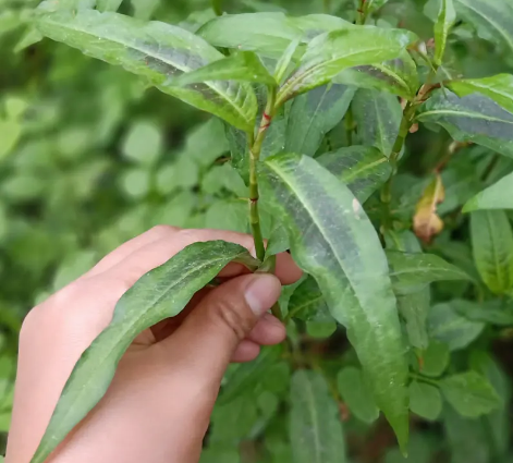 性状辣蓼,别名,辣蓼草,为蓼科植物辣蓼及水蓼全草或根两种均为1年生