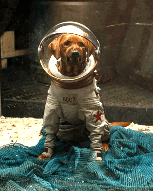 滚导辟谣星爵反对同性恋,俄国太空狗科斯莫加入《银河护卫队》.