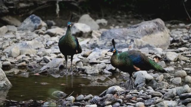 【cop15 遇見楚雄】那隻火出圈的小綠孔雀來自楚雄雙柏