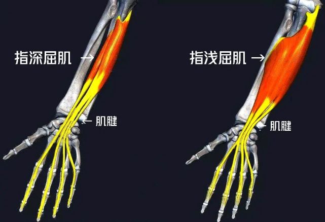 也向指尖方向分出四个肌腱,分别进入食指到小指的屈肌腱鞘,但长度较短