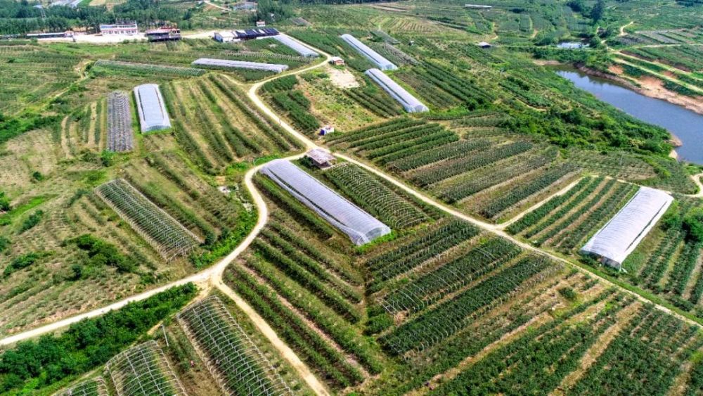 青岛宝山镇小蓝莓托起乡村振兴大梦想