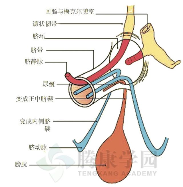 肚脐是重要的瘢痕对人体影响巨大