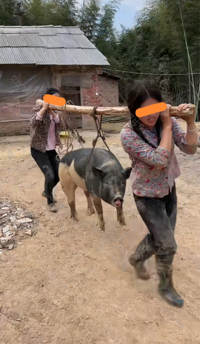两人走了不到几百米,就已经累得气喘吁吁,再加上肩上的木棍承受猪的