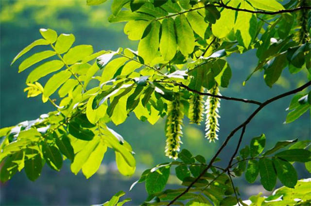 晚春初夏枫杨古诗六首：榉柳细花吹面落，榉柳千条嫩叶垂_腾讯新闻