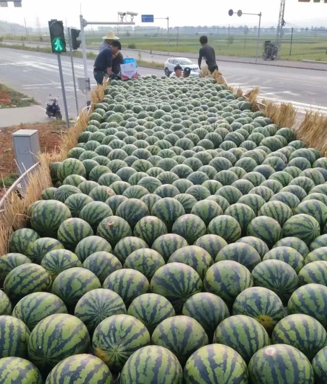 芒市西瓜丰收啦!