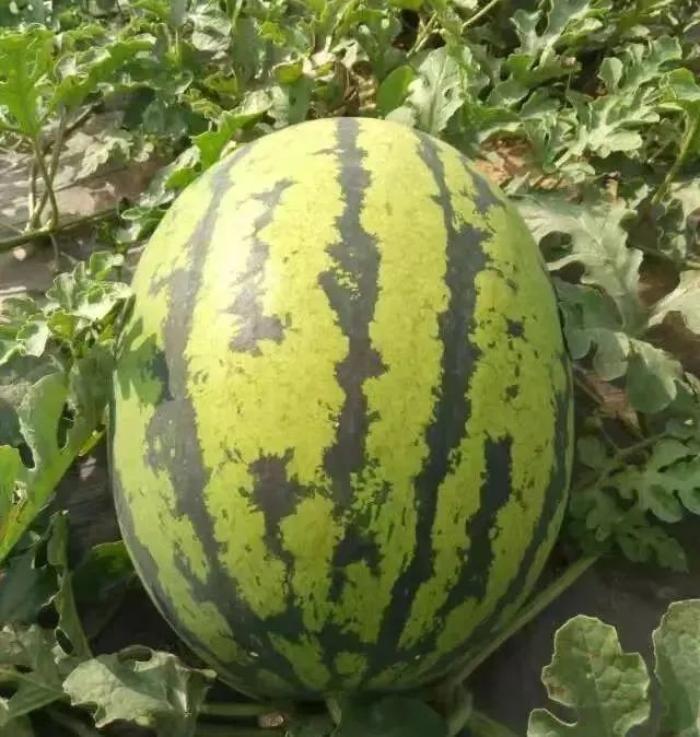 亩收益6000元以上芒市西瓜丰收啦