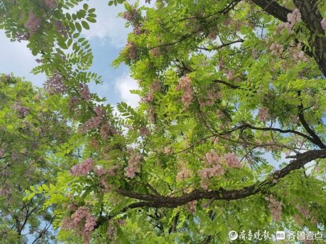 刺花树的花的样子图片