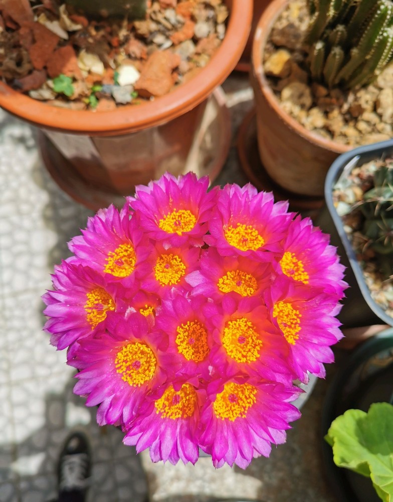 喜歡仙人球就養眩美玉皮實好養花色美麗每年開花多次