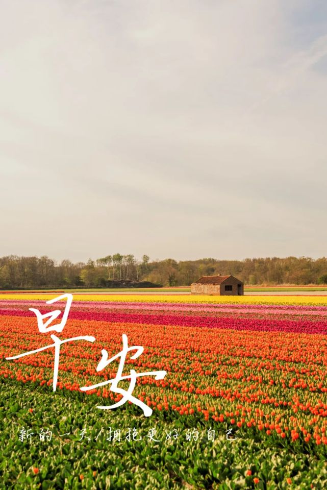 今日早安正能量句子图片