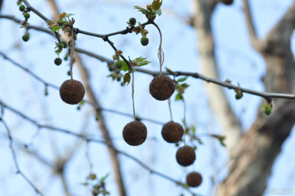 丨笺草释木_腾讯新闻