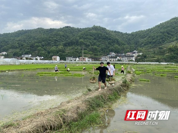 冷水江市禾青镇干群齐上阵插秧助春耕