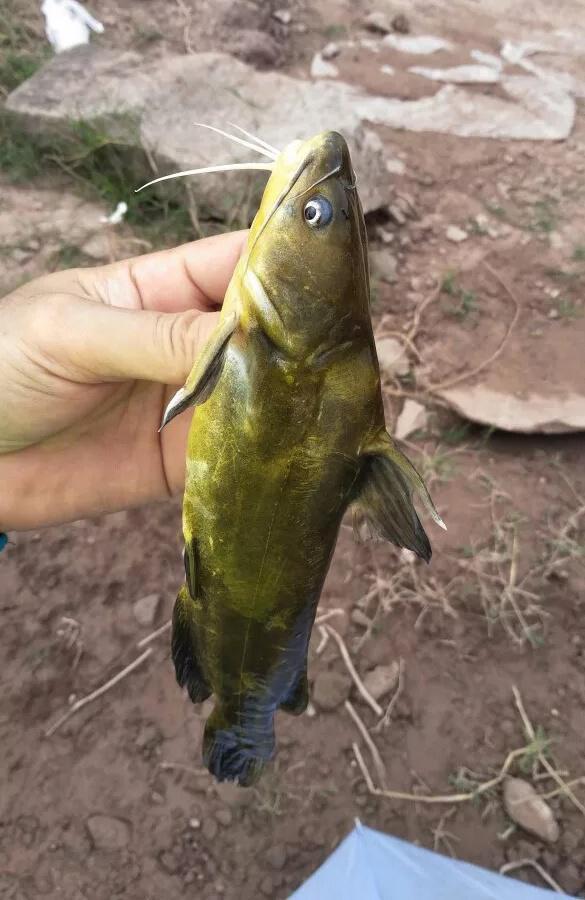 垂钓黄辣丁,只需要做好"三件事",一晚上钓好几斤没压力