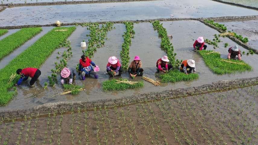 云南寻甸金源：荒滩变粮田 万亩稻田插秧忙_腾讯新闻