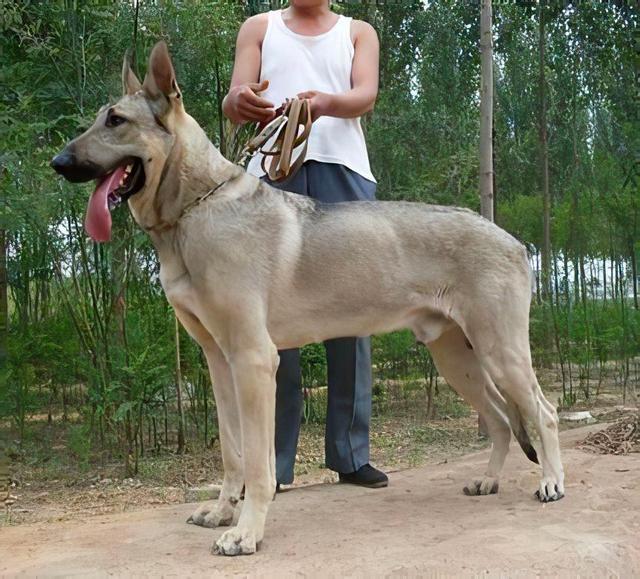 不养"狼青犬",都不可能知道的几大好处,养了不后悔|狼青|猎犬|营养