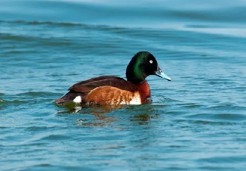 辽宁省国家重点保护鸟类图谱(四)雁鸭类