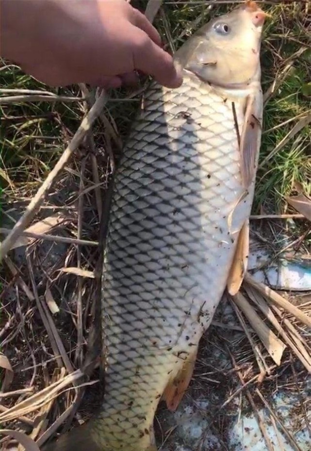 去水库钓鲤鱼,选好线组和鱼钩,大鱼跑不了