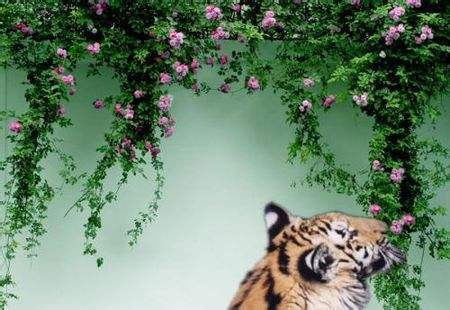 青未了心有猛虎细嗅蔷薇