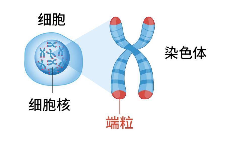 它就像個保護套一樣,套在染色體頂端,讓染色體在複製時保持基因穩定.