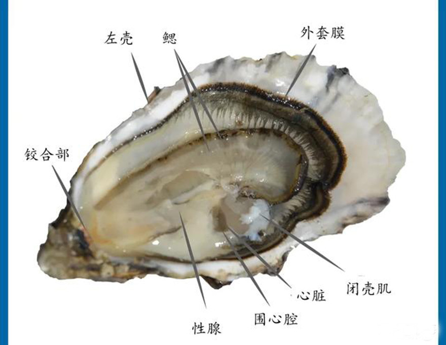 在牡蛎内部结构为了弄清这个问题,我们先来看看牡蛎的摄食习性和内部