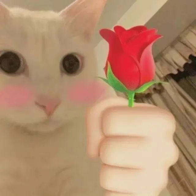 表情包谁能拒绝拿花的帅气猫猫