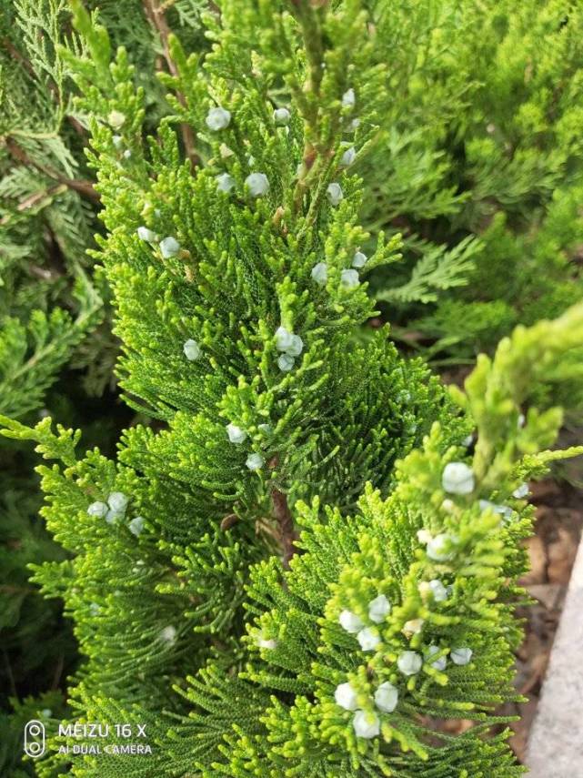 路边泛着新绿的小柏树