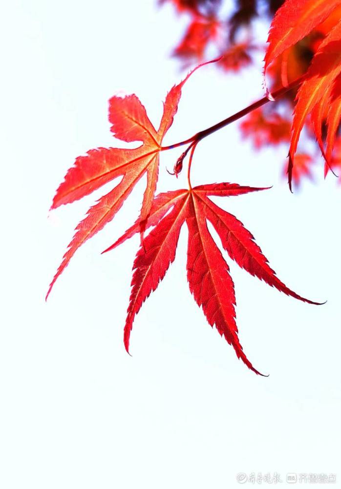 枫叶红似云霞景色美如画卷