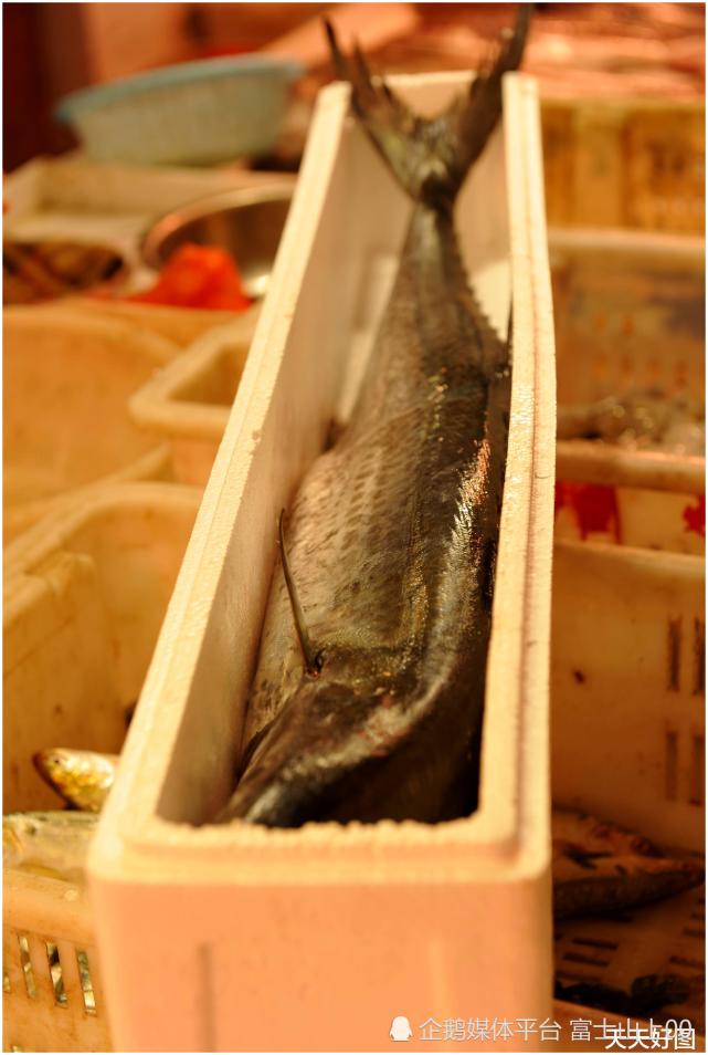 一斤便宜十多块,青岛老丈人"热宠"鲅鱼价格创新低,女婿送礼忙